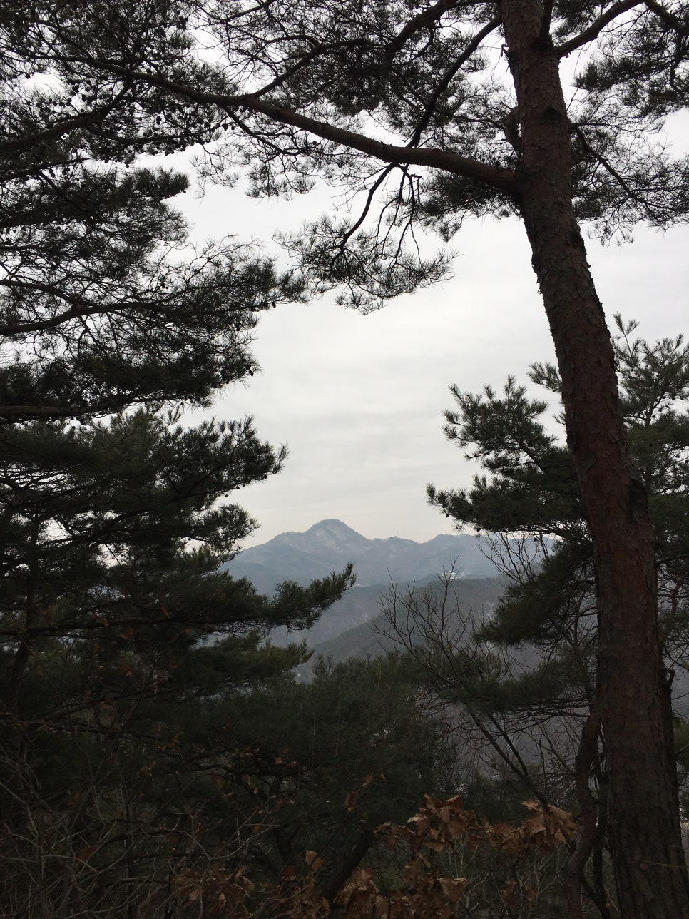 오룡산 사진 6
