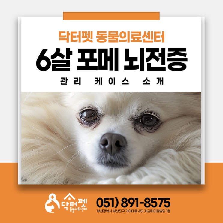  포메라니안 2살에서 6살까지 특발성 간질 관리 케이스 강아지 발작 뇌전증