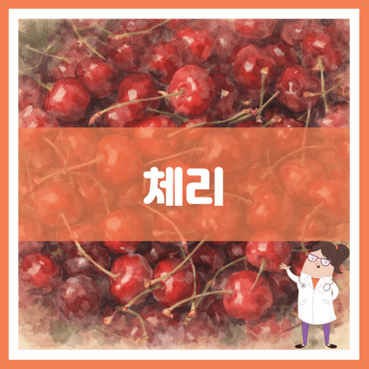  체리 효능 영양성분 부작용