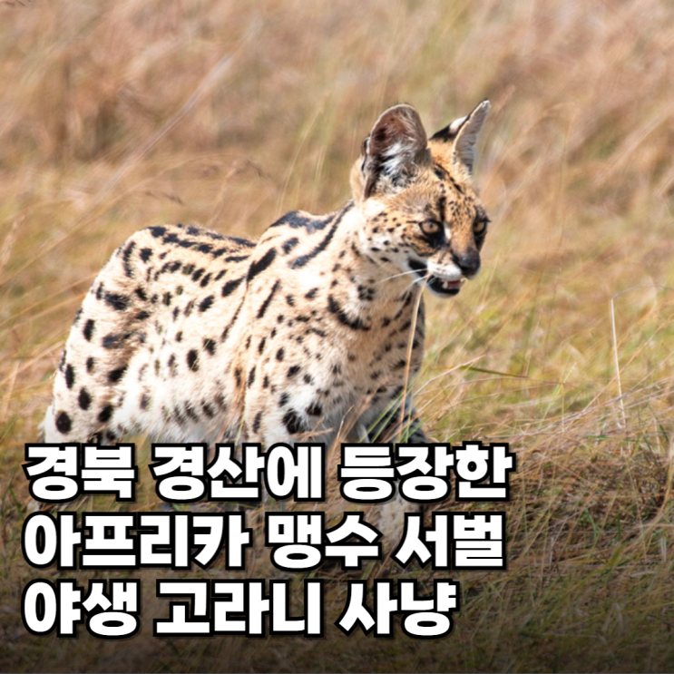  서벌 사바나캣 경산에 나타난 야생고양이 삵 정체는?