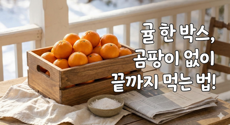  제주도민도 모르는 귤 보관법, 소금물 하나로 한 달 내내 곰팡이 없이 싱싱하게 먹는 비결