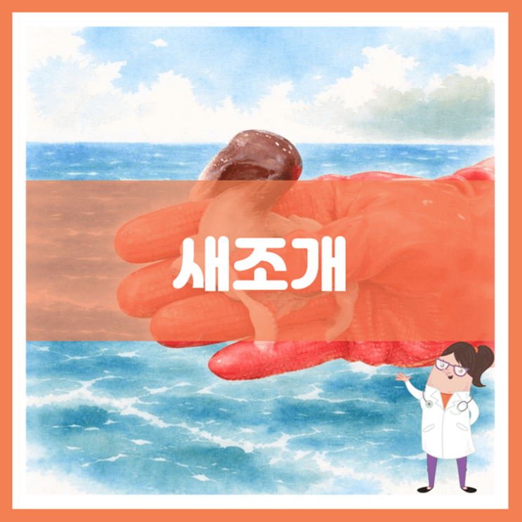  새조개 효능 부작용 보관방법