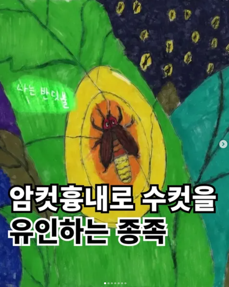  암컷흉내로 수컷을 유인하는 종족