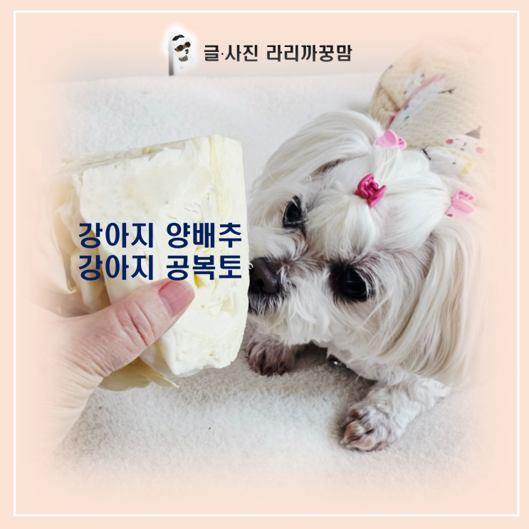  "공복토 하는 강아지 주목!" 위 건강 지켜주는 강아지 양배추 활용법