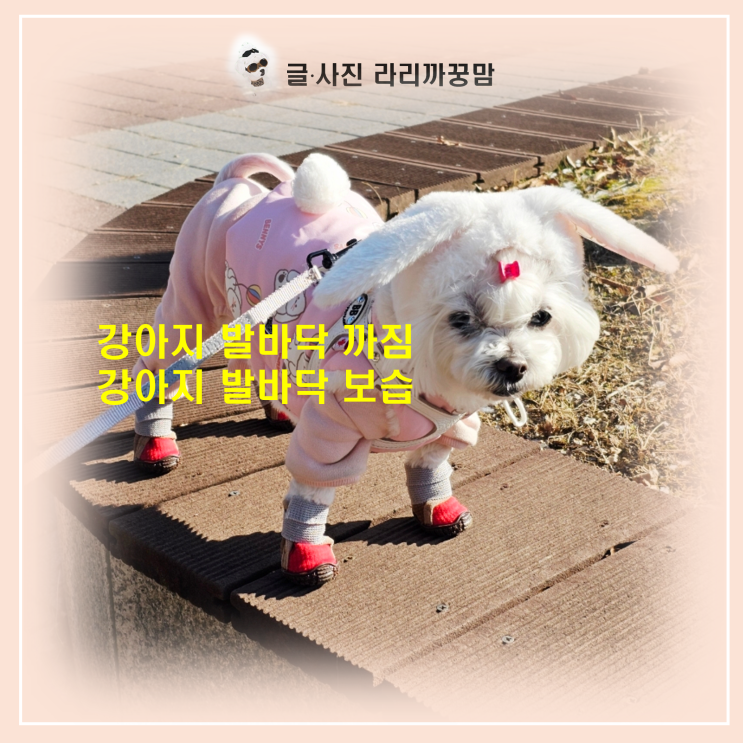  강아지 발바닥 까짐 예방하는 강아지 산책신발