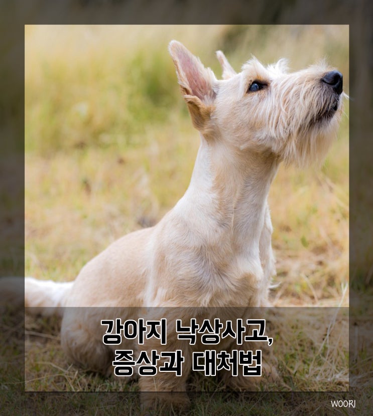  강아지 낙상사고, 떨어졌을때 증상과 대처법