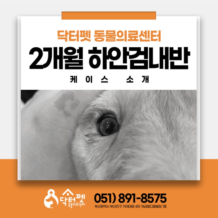  강아지가 자꾸 눈을 비벼요 2개월 골든두들 안검내반 교정 수술