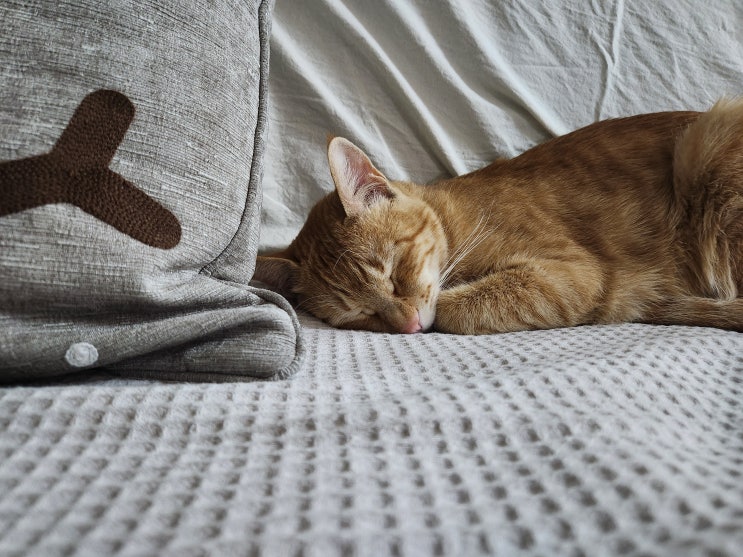  고양이 아플때 보내는 신호, 고양이 건강체크방법