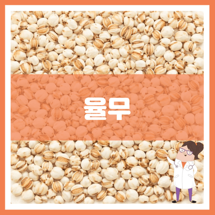  율무 효능 부작용 보관방법