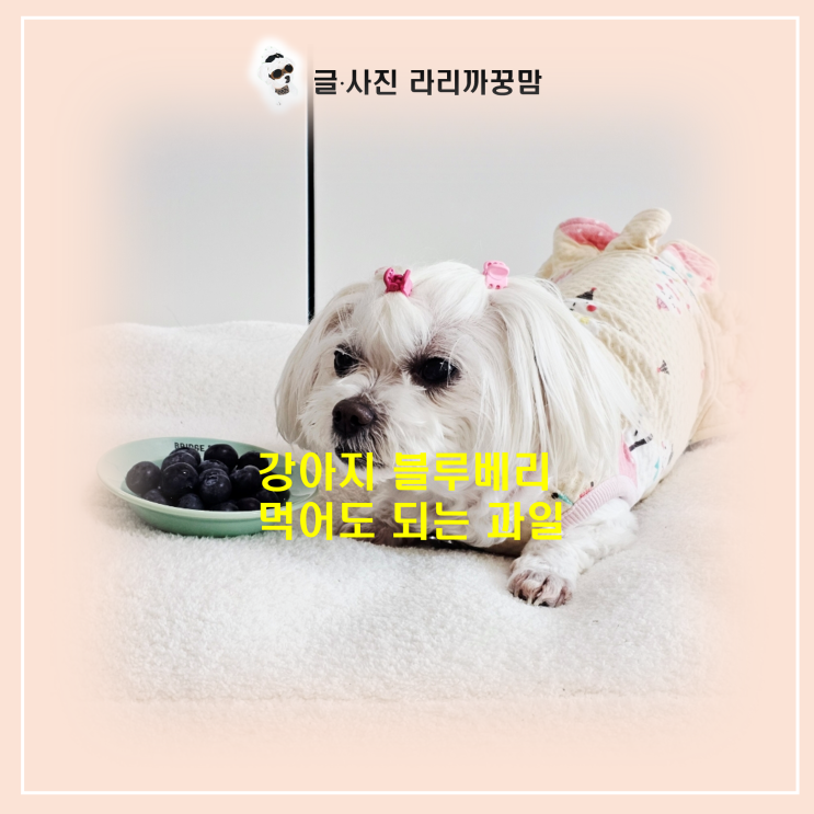  강아지 블루베리 줄 때 주의할 점! 설사 예방하는 적정 급여량은?