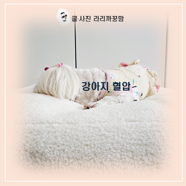  강아지 혈압 관리와 주의사항 총정리
