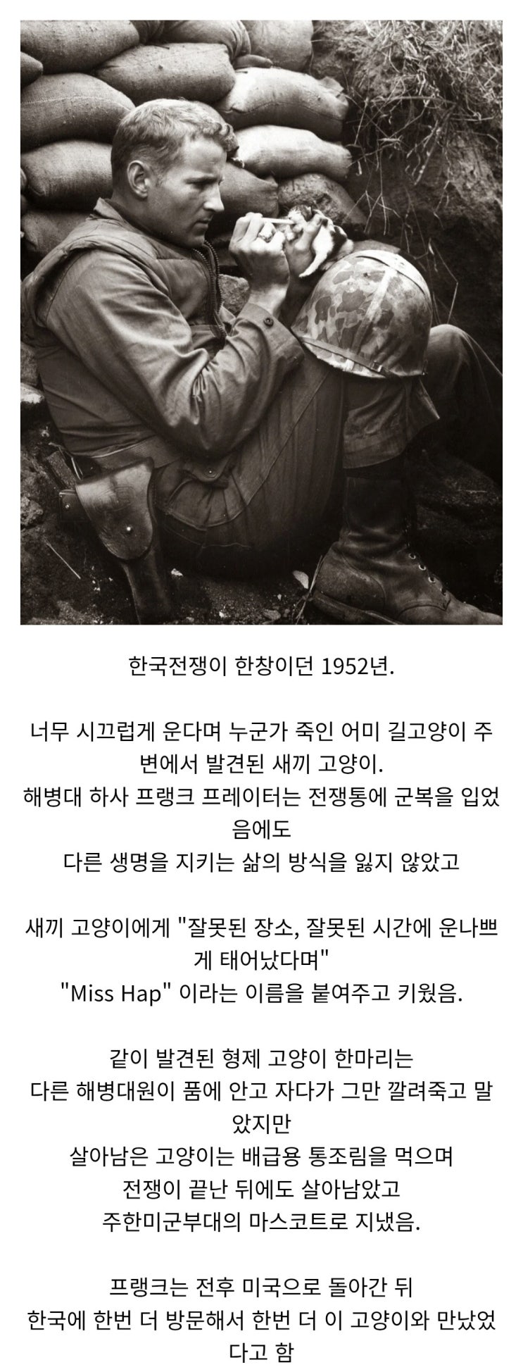  한국전쟁 당시 미해병대원에게 주워진 새끼고양이.jpg