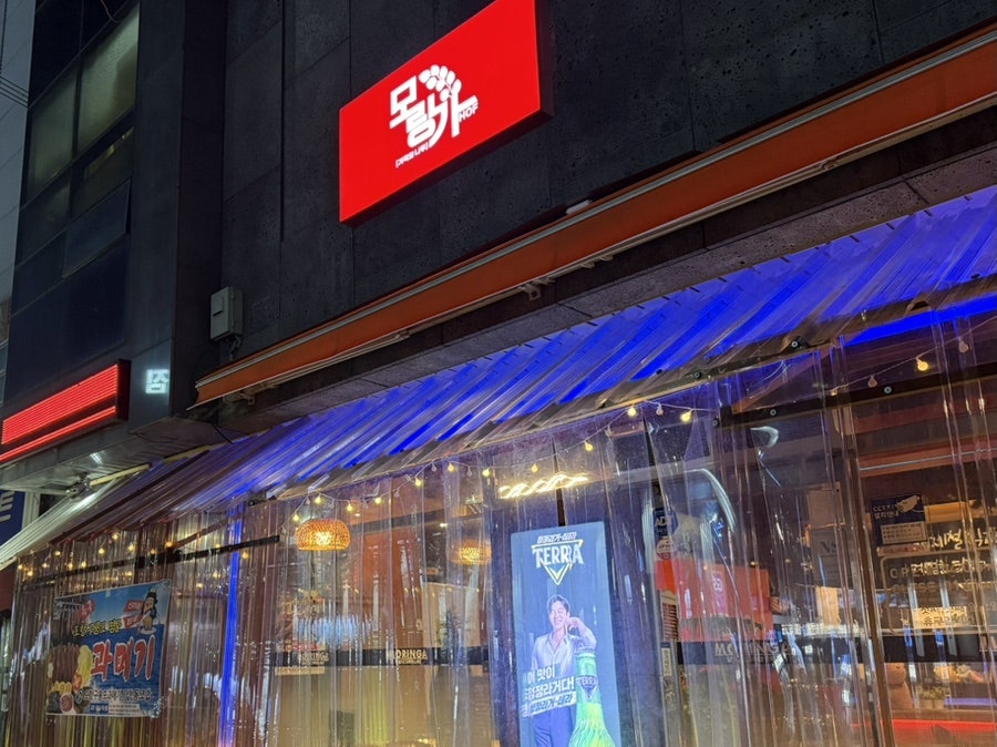 모링가 사진 2