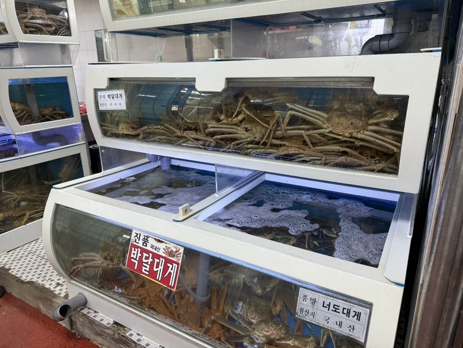 풍물8번대게 사진 6
