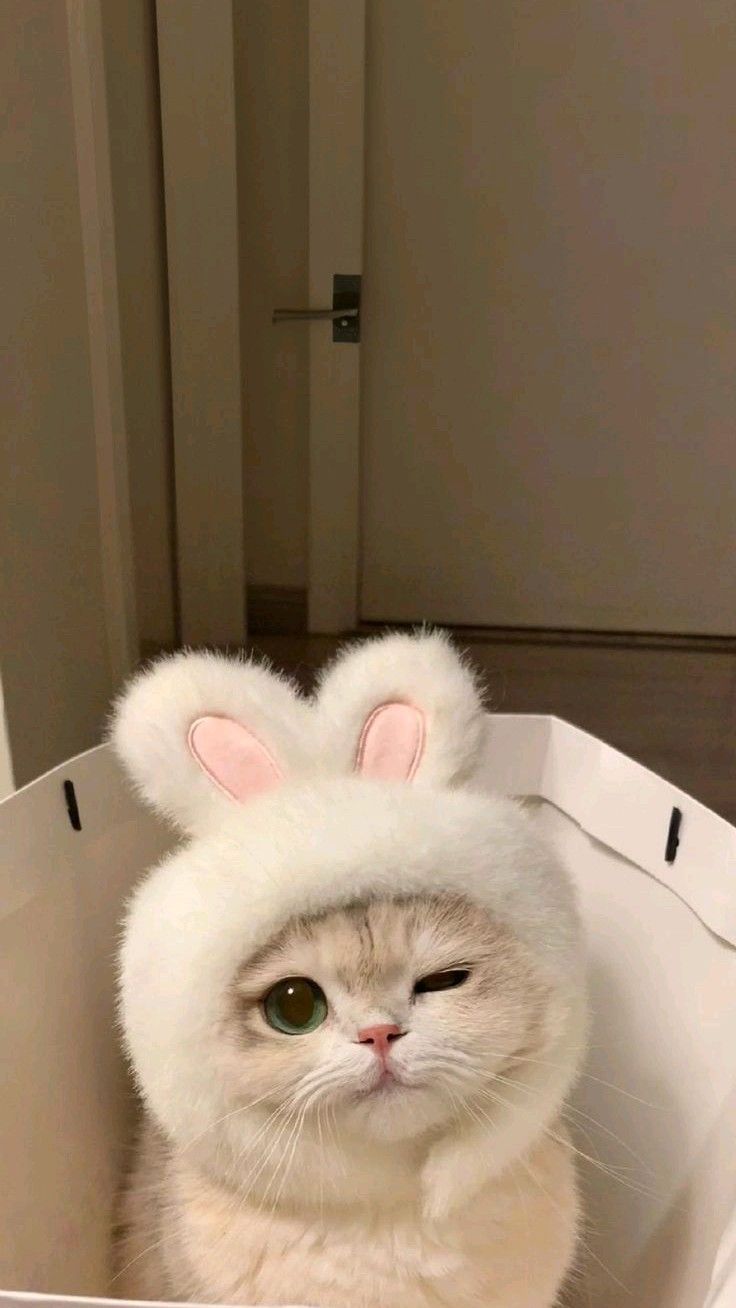  아이폰17 고양이 배경화면 감성버전 귀여운 고화질 배경화면