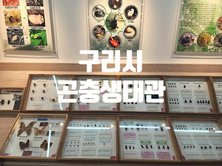  구리 아이와 함께 가볼만한곳 구리시곤충생태관