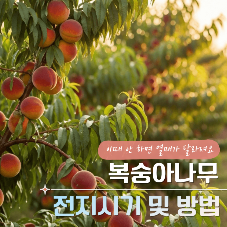 복숭아나무 전지시기 및 방법