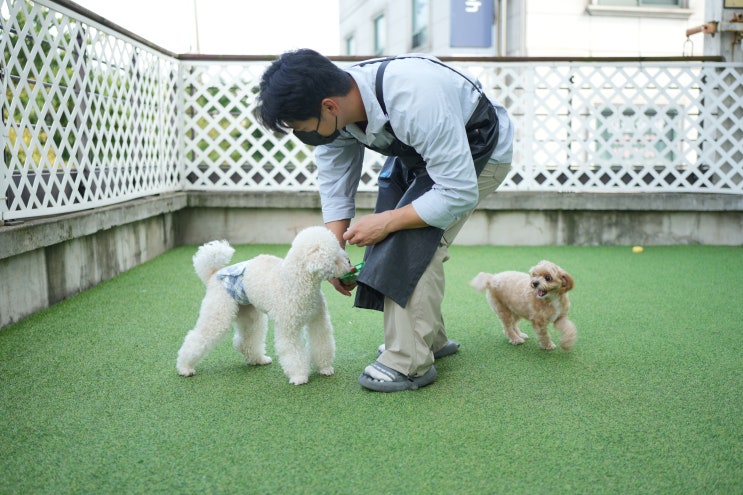  강아지유치원 비용 애견유치원 가격 및 장단점