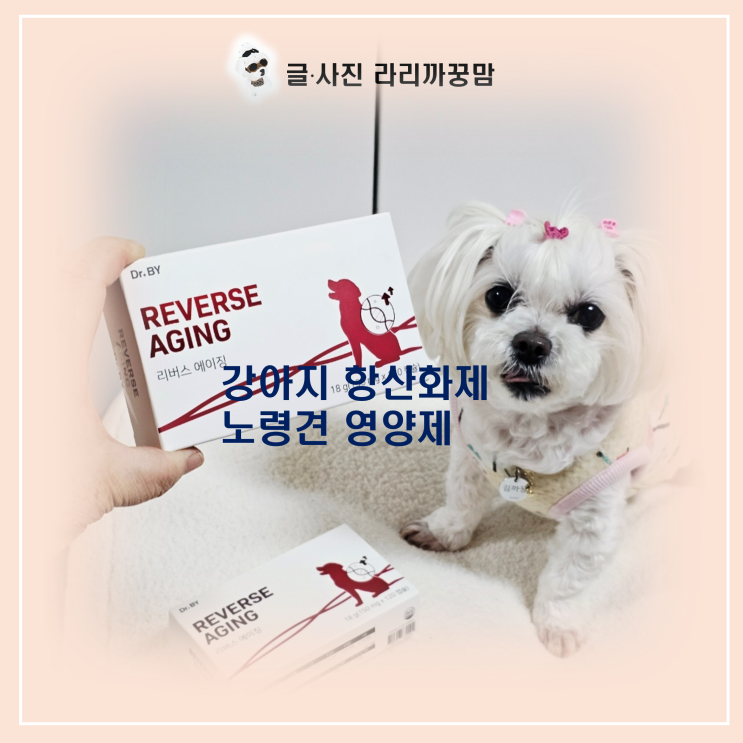  강아지 항산화제 Dr.BY 리버스 에이징 급여 후기