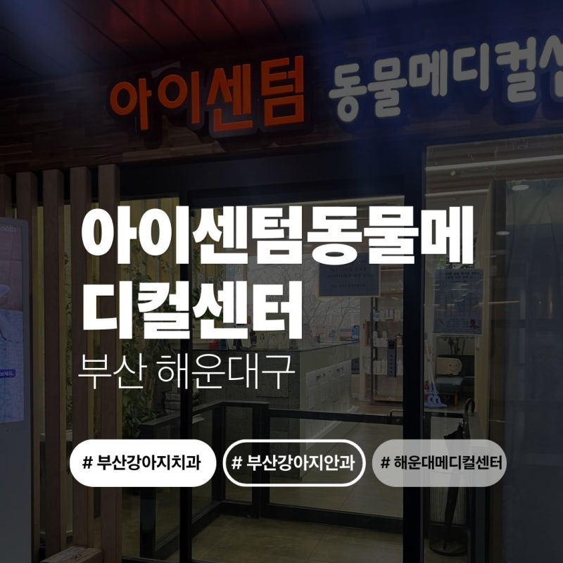 5살 말티푸 부산 강아지치과,안과 정밀검진 해운대 메디컬센터 아이센텀 동물메디컬센터