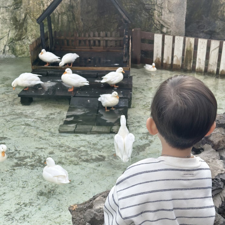  가평 실내 아이랑 가볼만한곳 베고니아새정원 동물 먹이주기 체험 할인정보