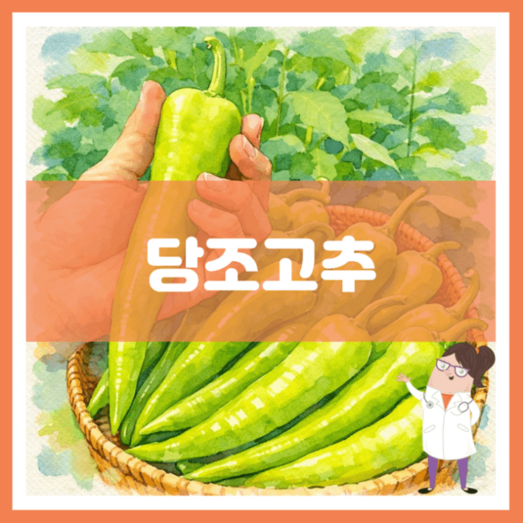  당조고추 효능 부작용 고르는 방법