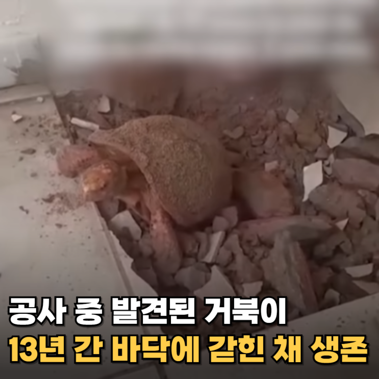  13년 간 콘크리트에 갇혀 살아남은 거북이의 놀라운 생존 비결