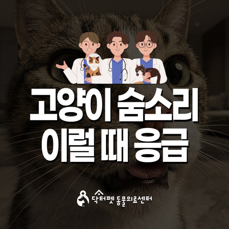  고양이 숨소리 안녕하신가요 이렇게 쉬면 응급입니다