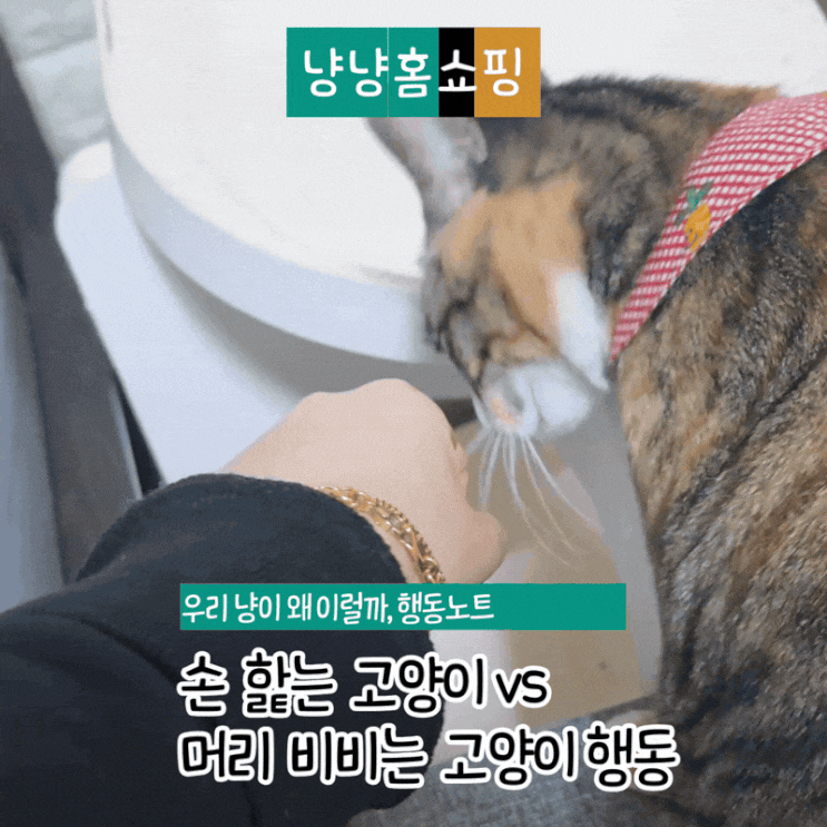  손 핥는 고양이 vs 머리 비비는 고양이행동으로 보는 진짜 애정 표현 차이