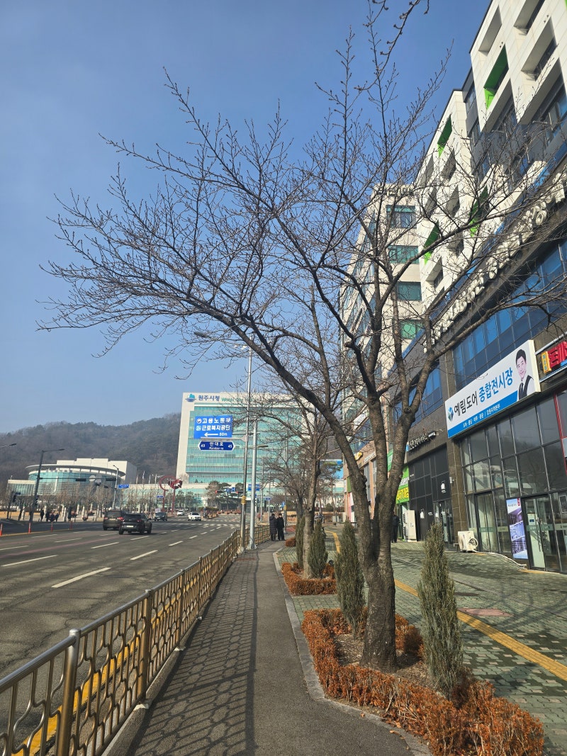 [원주/원주시청 맛집] 서영교스시 점심 후기 (런치특선+서영교스시+메로구이)