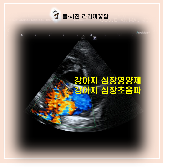  소리 없이 진행되는 강아지 심장병, 강아지 심장초음파로 골든타임 지키는 법