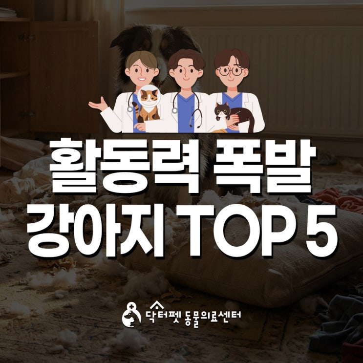  활동력 폭발하는 강아지 TOP 5