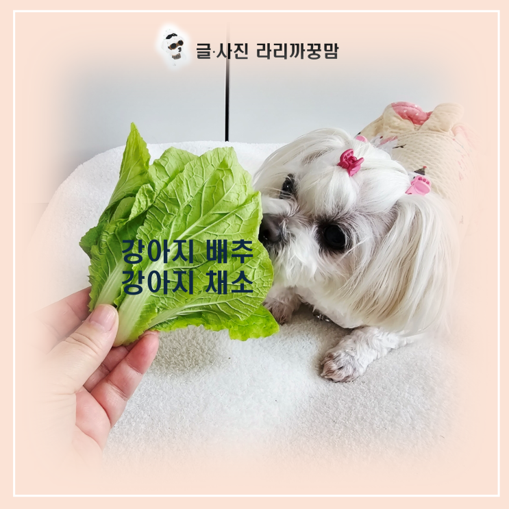  "생배추 그냥 줘도 될까?" 꿍이가 알려주는 강아지 배추 급여 주의사항