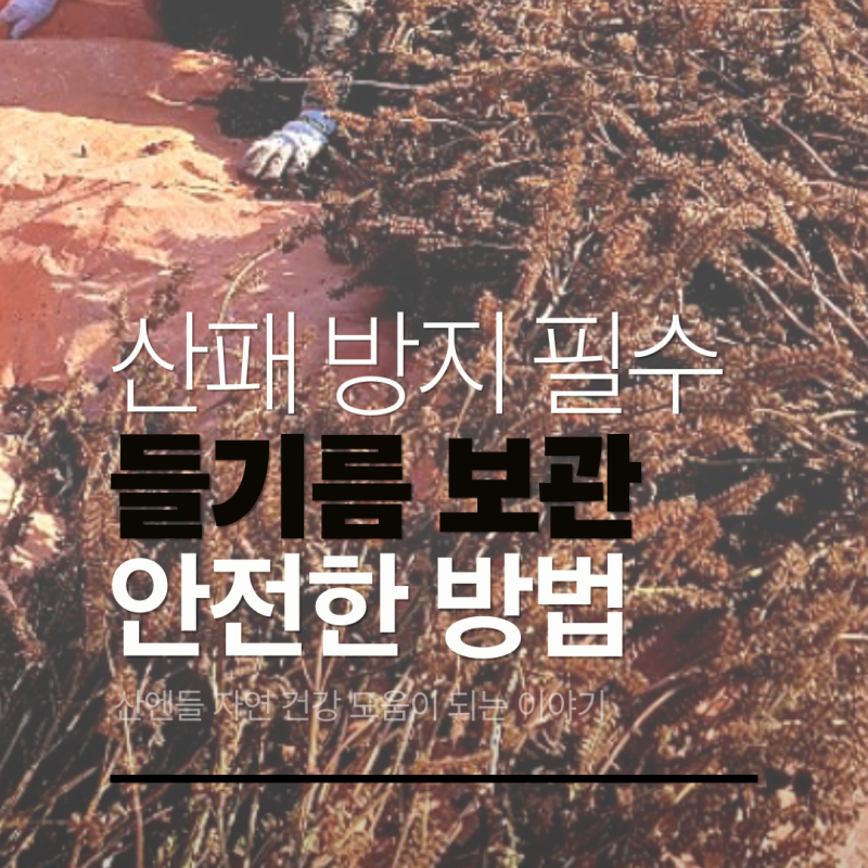 들기름 보관법, 산패 방지 냉장 필수? 유통기한 지나면 위험한 이유