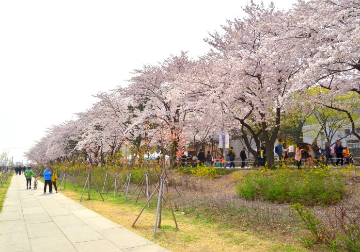  한국 벚꽃 축제 추천 지역