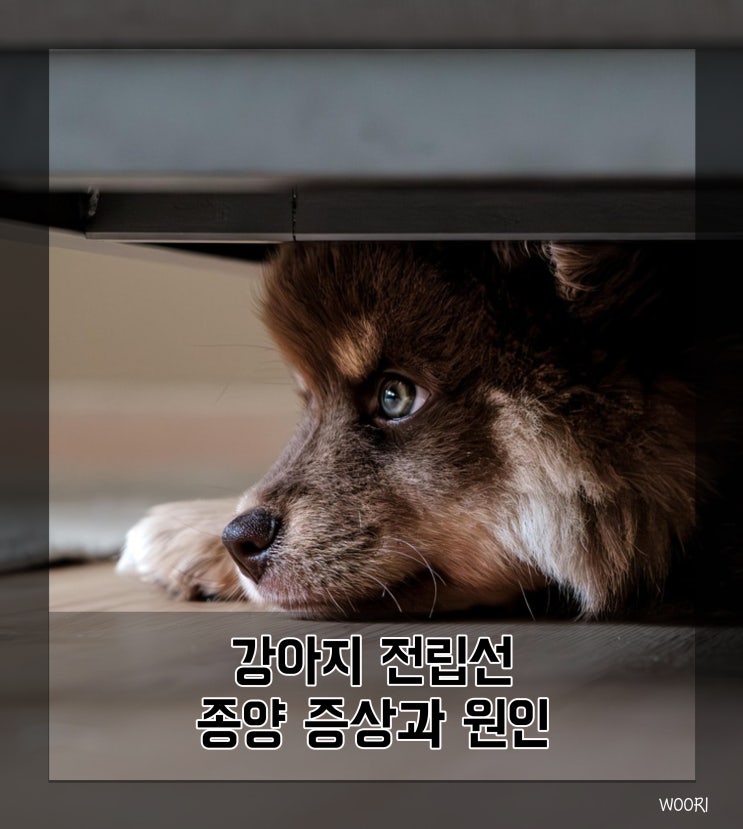  강아지 전립선 종양 증상과 원인