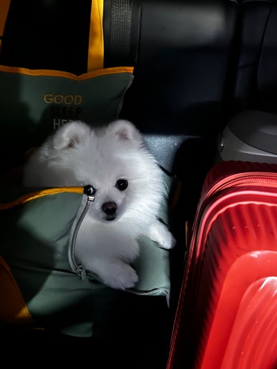사진 9