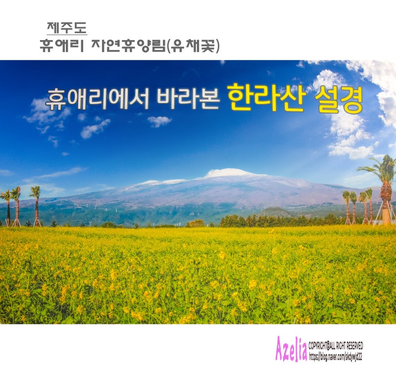 제주도::휴애리 자연휴양림(2부 유채꽃) 【26년1월18일】