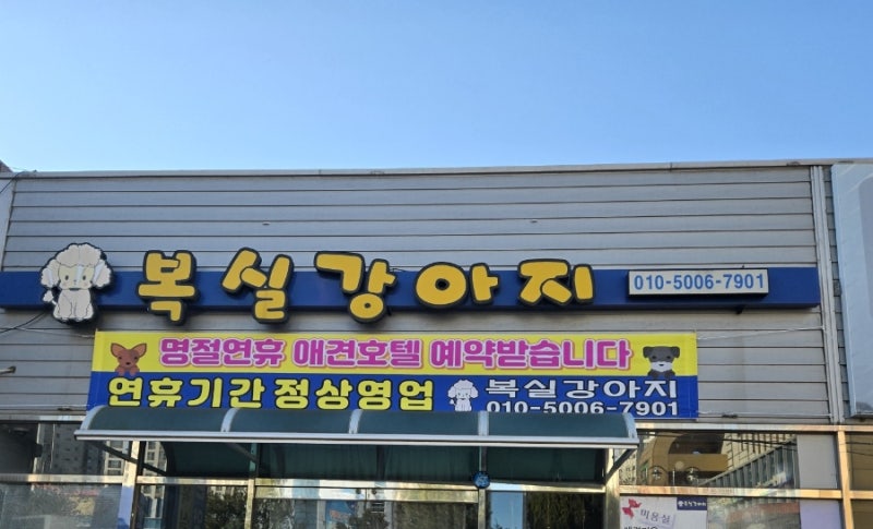 남창애견샵 복실강아지