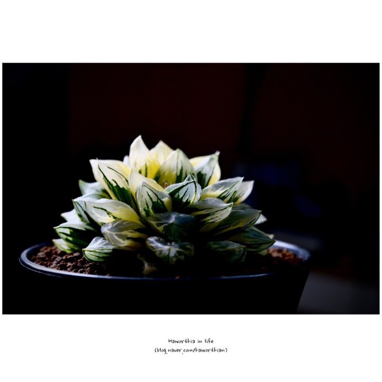  [성장] 하월시아 옵투사 - 화수정금 (花水晶錦) 겨울에 만나는 봄꽃...