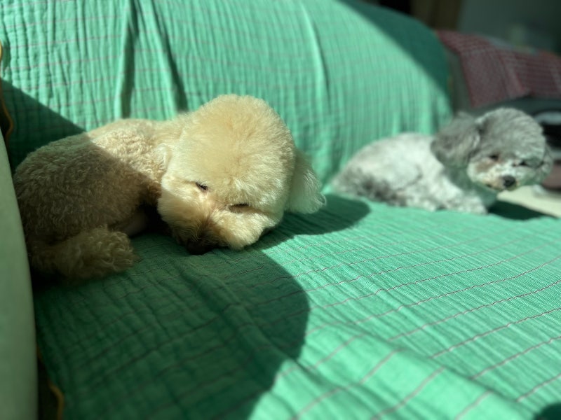 푸들 종류 애프리 미디엄 푸들 성격 강아지 수명