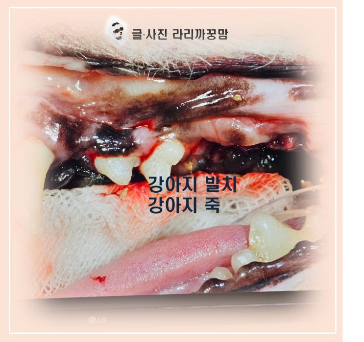  13살 심장병 노견 짱구의 기적! 안구적출과 강아지 발치 동시 진행 후기