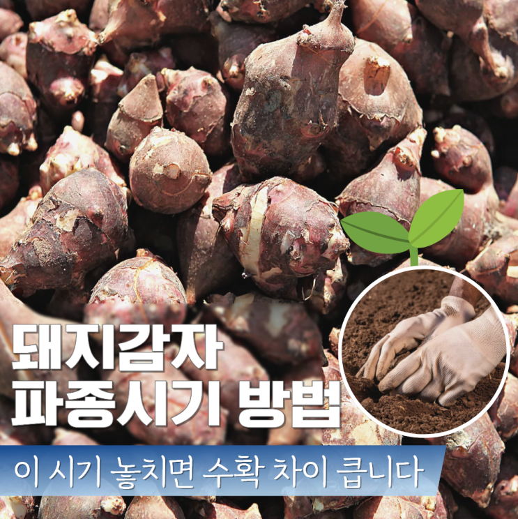  돼지감자파종시기 방법 심는시기