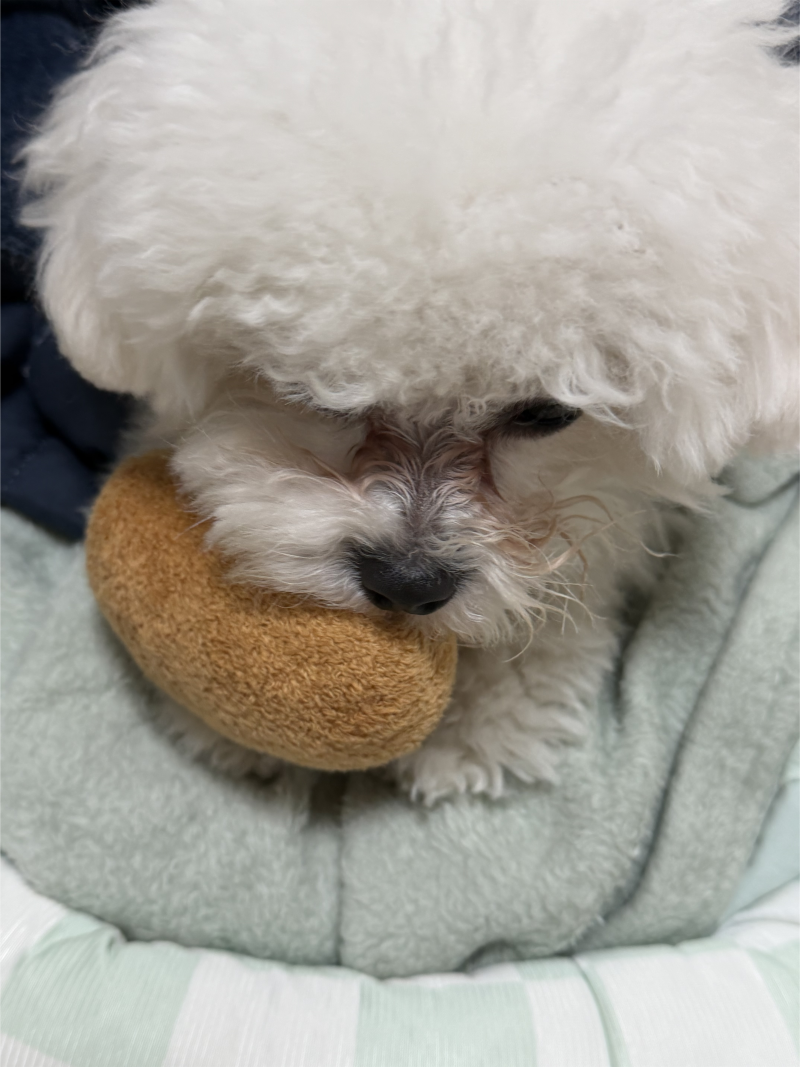 미니비숑 강아지 빨간눈물 없애기 위한 기록4 (260120~)