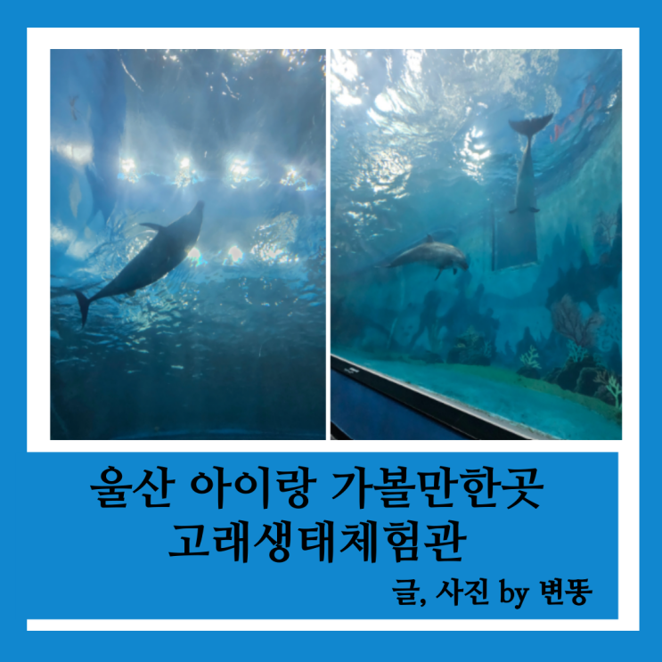  울산 아이랑 가볼만한곳: 고래생태체험관(고래 처음보는 저도 너무 신기했습니다!)