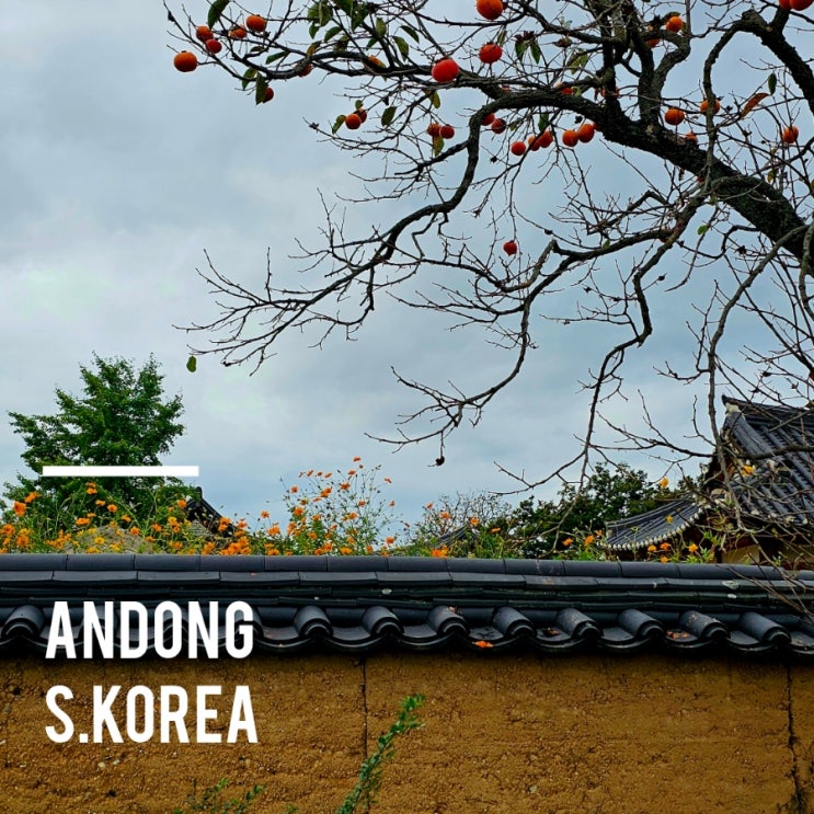  안동 | 서양배낭여행자의 특징과 멕시코 호주 이탈리아인 놀리는 법
