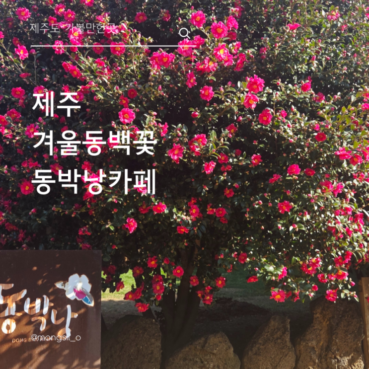  위미동백꽃 제주 겨울 여유로움 만끽 애견동반 가능한 동박낭 카페