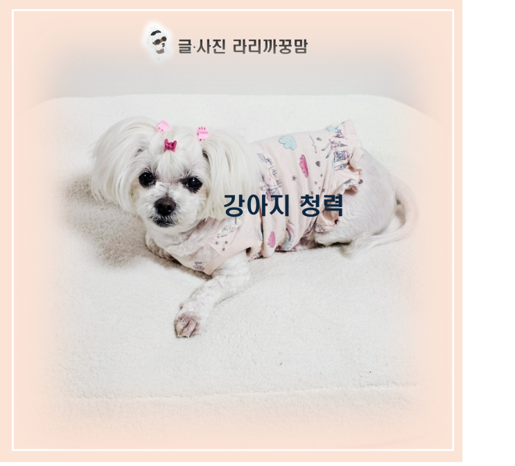 "이름을 불러도 대답 없는 너" 노령견 강아지 청력 이상 신호 5가지