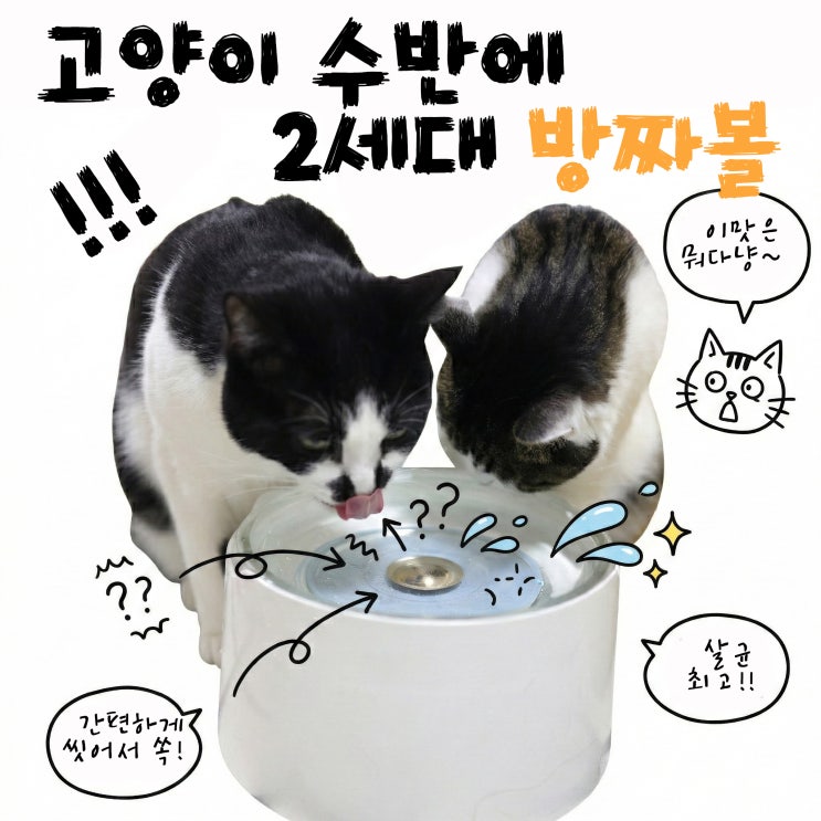  고양이 급수기 2세대 방짜유기볼로 분홍물때 공포없는 안전한 급수 시작해요