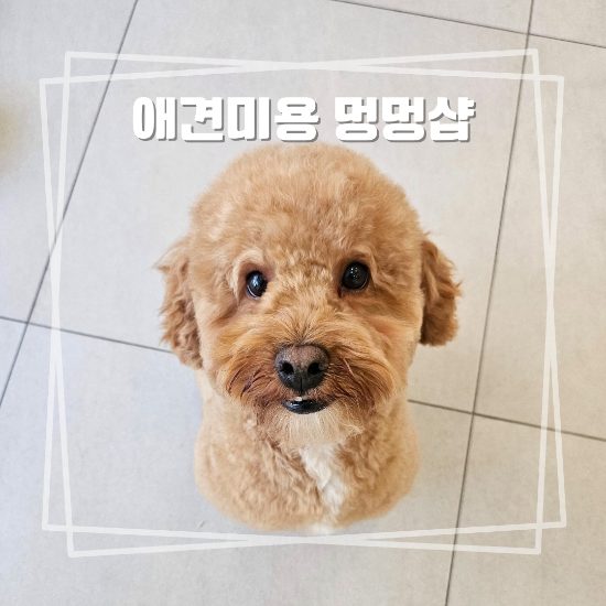 사진 5